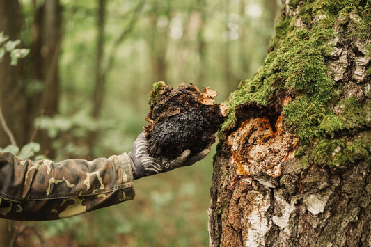 Chaga Mushroom Benefits