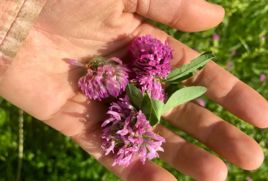 Red Clover For Skin Health: A Simple Teen-Friendly Guide