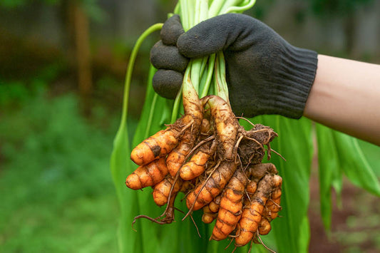 10 Serious Side Effects of Turmeric You Need to Know Before Using It