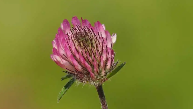 Does Red Clover Increase Estrogen Levels Naturally?