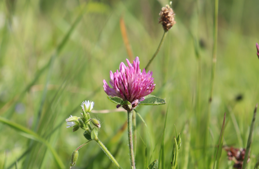 Does Red Clover Cause Weight Gain? What to Know